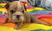 Squirt, a female English Bulldog for sale in Franklinville, NJ – 1 of 4