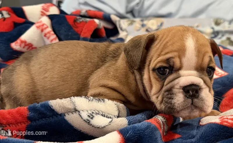 Rosie  – English Bulldog puppy for sale in Franklinville, NJ