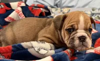 Rosie , a female English Bulldog for sale in Franklinville, NJ – 1 of 5