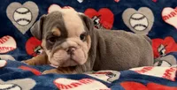 Blue, a male English Bulldog for sale in Franklinville, NJ – 3 of 5