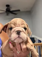 Squirt, a female English Bulldog for sale in Franklinville, NJ – 4 of 4
