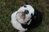 Eugene , a male English Bulldog for sale in Mount Vernon, TX – 4 of 8