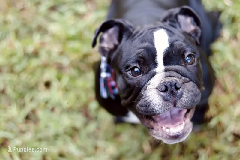 Rolo  – English Bulldog puppy for sale in Mount Vernon, TX
