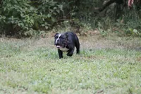 Rolo , a male English Bulldog for sale in Mount Vernon, TX – 4 of 7
