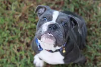 Chubbs, a male English Bulldog for sale in Mount Vernon, TX – 2 of 6
