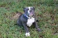 Chubbs, a male English Bulldog for sale in Mount Vernon, TX – 5 of 6