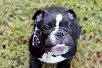 Rolo , a male English Bulldog for sale in Mount Vernon, TX – 3 of 7