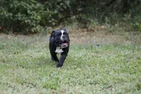 Rolo , a male English Bulldog for sale in Mount Vernon, TX – 7 of 7