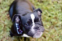 Rolo , a male English Bulldog for sale in Mount Vernon, TX – 2 of 7