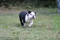 Eugene , a male English Bulldog for sale in Mount Vernon, TX – 3 of 8
