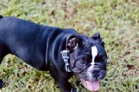 Rolo , a male English Bulldog for sale in Mount Vernon, TX – 6 of 7