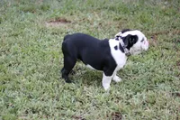 Eugene , a male English Bulldog for sale in Mount Vernon, TX – 8 of 8