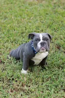 Chubbs, a male English Bulldog for sale in Mount Vernon, TX – 4 of 6