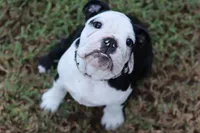 Eugene , a male English Bulldog for sale in Mount Vernon, TX – 2 of 8