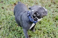 Chubbs, a male English Bulldog for sale in Mount Vernon, TX – 6 of 6