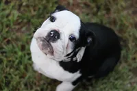 Eugene , a male English Bulldog for sale in Mount Vernon, TX – 6 of 8