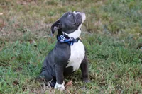 Chubbs, a male English Bulldog for sale in Mount Vernon, TX – 3 of 6