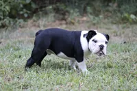 Eugene , a male English Bulldog for sale in Mount Vernon, TX – 5 of 8