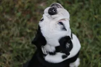 Eugene , a male English Bulldog for sale in Mount Vernon, TX – 1 of 8