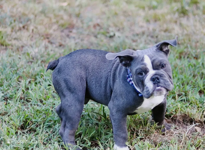 Chubbs – English Bulldog puppy for sale in Mount Vernon, TX