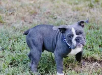 Chubbs, a male English Bulldog for sale in Mount Vernon, TX – 1 of 6