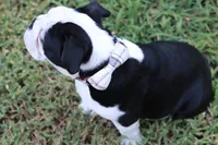 Eugene , a male English Bulldog for sale in Mount Vernon, TX – 7 of 8