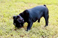 Rolo , a male English Bulldog for sale in Mount Vernon, TX – 5 of 7
