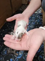 Kit, a male Yorkshire Terrier for sale in Wellsville, NY – Photo 4 of 4