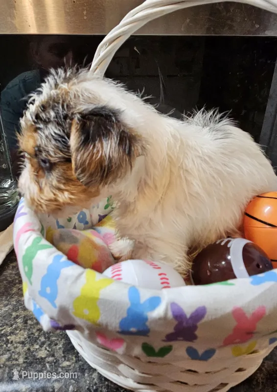 Kit – Yorkshire Terrier puppy for sale in Wellsville, NY