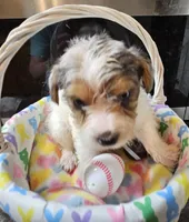 Kit, a male Yorkshire Terrier for sale in Wellsville, NY – Photo 2 of 4