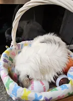 Kit, a male Yorkshire Terrier for sale in Wellsville, NY – Photo 3 of 4