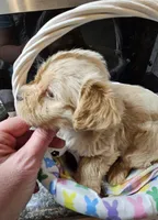 Little B, a male Yorkshire Terrier for sale in Wellsville, NY – Photo 2 of 4