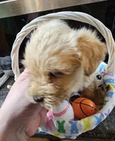 Little B, a male Yorkshire Terrier for sale in Wellsville, NY – Photo 1 of 4