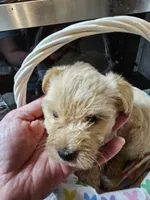 Little B, a male Yorkshire Terrier for sale in Wellsville, NY – Photo 3 of 4