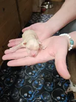 Little B, a male Yorkshire Terrier for sale in Wellsville, NY – Photo 4 of 4