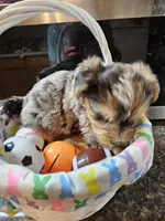 Spike, a male Yorkshire Terrier for sale in Wellsville, NY – Photo 3 of 4