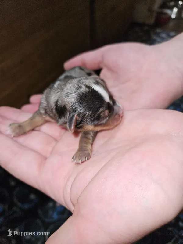 Spike – Yorkshire Terrier puppy for sale in Wellsville, NY