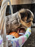 Spike, a male Yorkshire Terrier for sale in Wellsville, NY – Photo 1 of 4