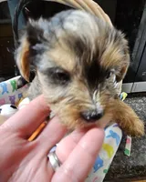Spike, a male Yorkshire Terrier for sale in Wellsville, NY – Photo 2 of 4