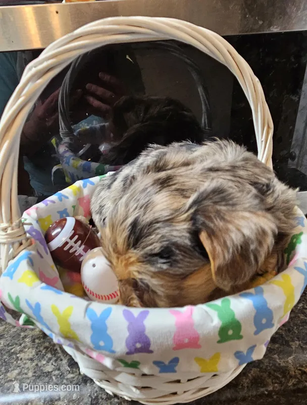 Bo – Yorkshire Terrier puppy for sale in Wellsville, NY