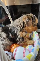 Bo, a male Yorkshire Terrier for sale in Wellsville, NY – Photo 3 of 6