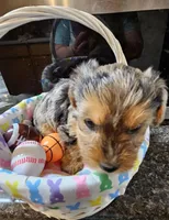 Bo, a male Yorkshire Terrier for sale in Wellsville, NY – Photo 4 of 6