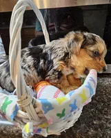 Bo, a male Yorkshire Terrier for sale in Wellsville, NY – Photo 2 of 6