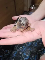 Bo, a male Yorkshire Terrier for sale in Wellsville, NY – Photo 5 of 6