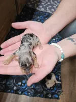 Bo, a male Yorkshire Terrier for sale in Wellsville, NY – Photo 6 of 6