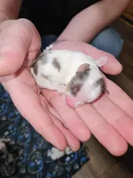 Little man , a male Yorkshire Terrier for sale in Wellsville, NY – Photo 4 of 5