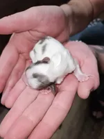 Little man , a male Yorkshire Terrier for sale in Wellsville, NY – Photo 5 of 5