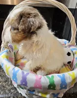 Little man , a male Yorkshire Terrier for sale in Wellsville, NY – Photo 3 of 5