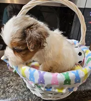 Little man , a male Yorkshire Terrier for sale in Wellsville, NY – Photo 2 of 5