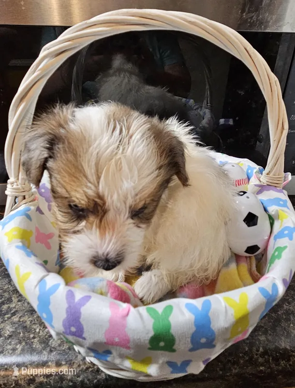 Little man  – Yorkshire Terrier puppy for sale in Wellsville, NY